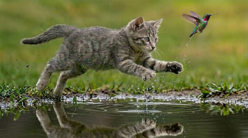 CAT