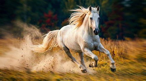 FRIESIAN-HORSE