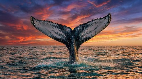 HUMPBACK-WHALE-TAIL