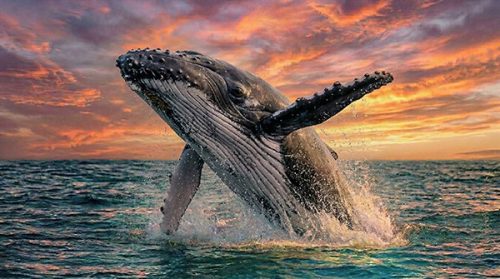 HUMPBACK-WHALE