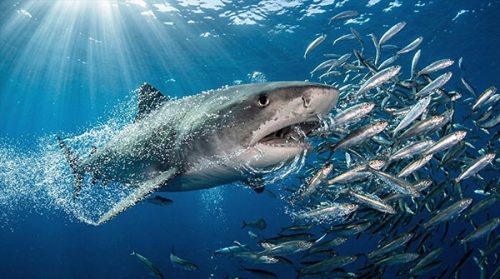 TIGER-SHARK