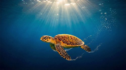 TURTLE